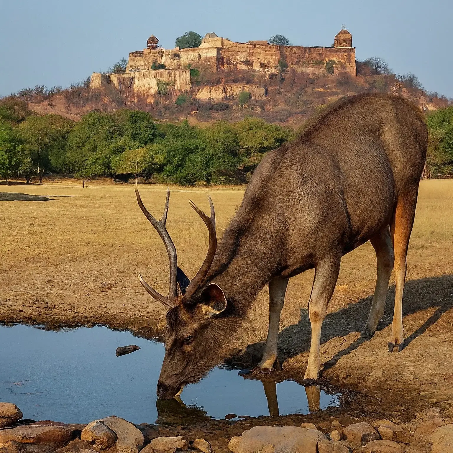 ranthambore image